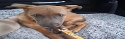 Mixed Breed dogs for sale: Belgian Malinois cross puppies for sale. - Advert 9