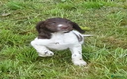 English Springer Spaniel dogs for sale: Gorgeous English Springer Spaniel Puppies  - Advert 27