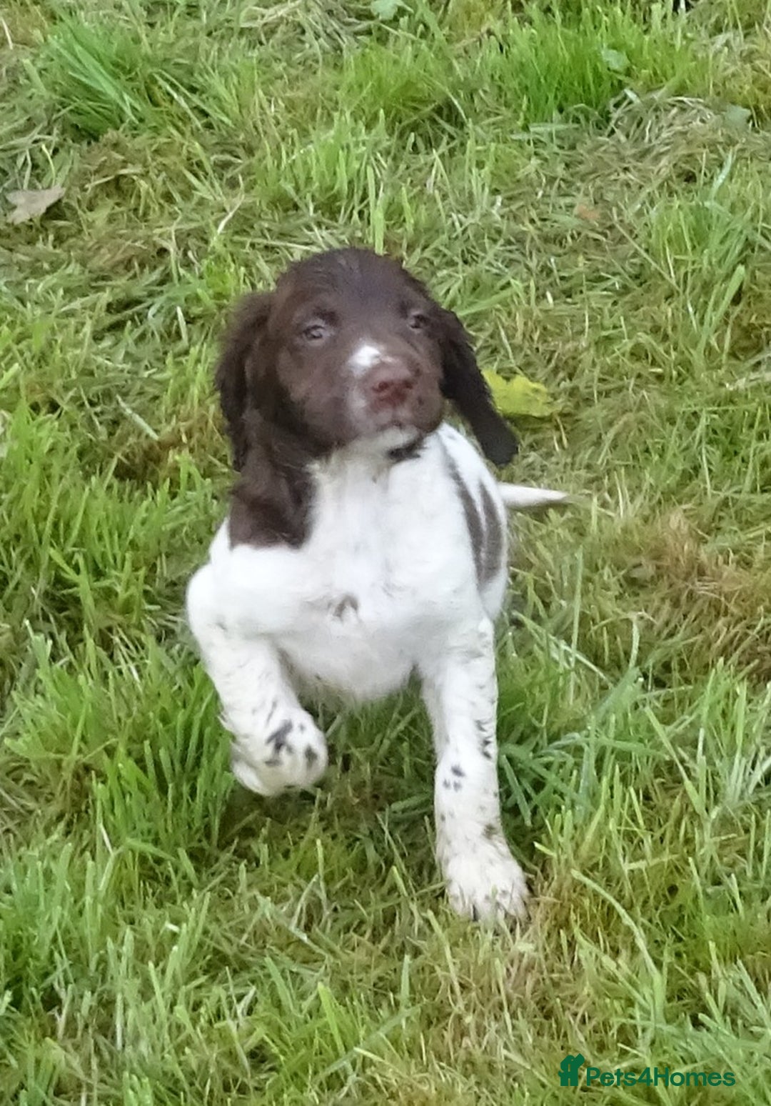 English Springer Spaniel dogs for sale: Gorgeous English Springer Spaniel Puppies  - Advert 27
