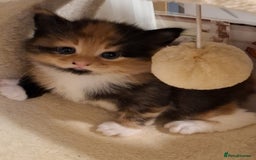 Mixed Breed cats for sale: 4 gorgerous kittens - Image 25