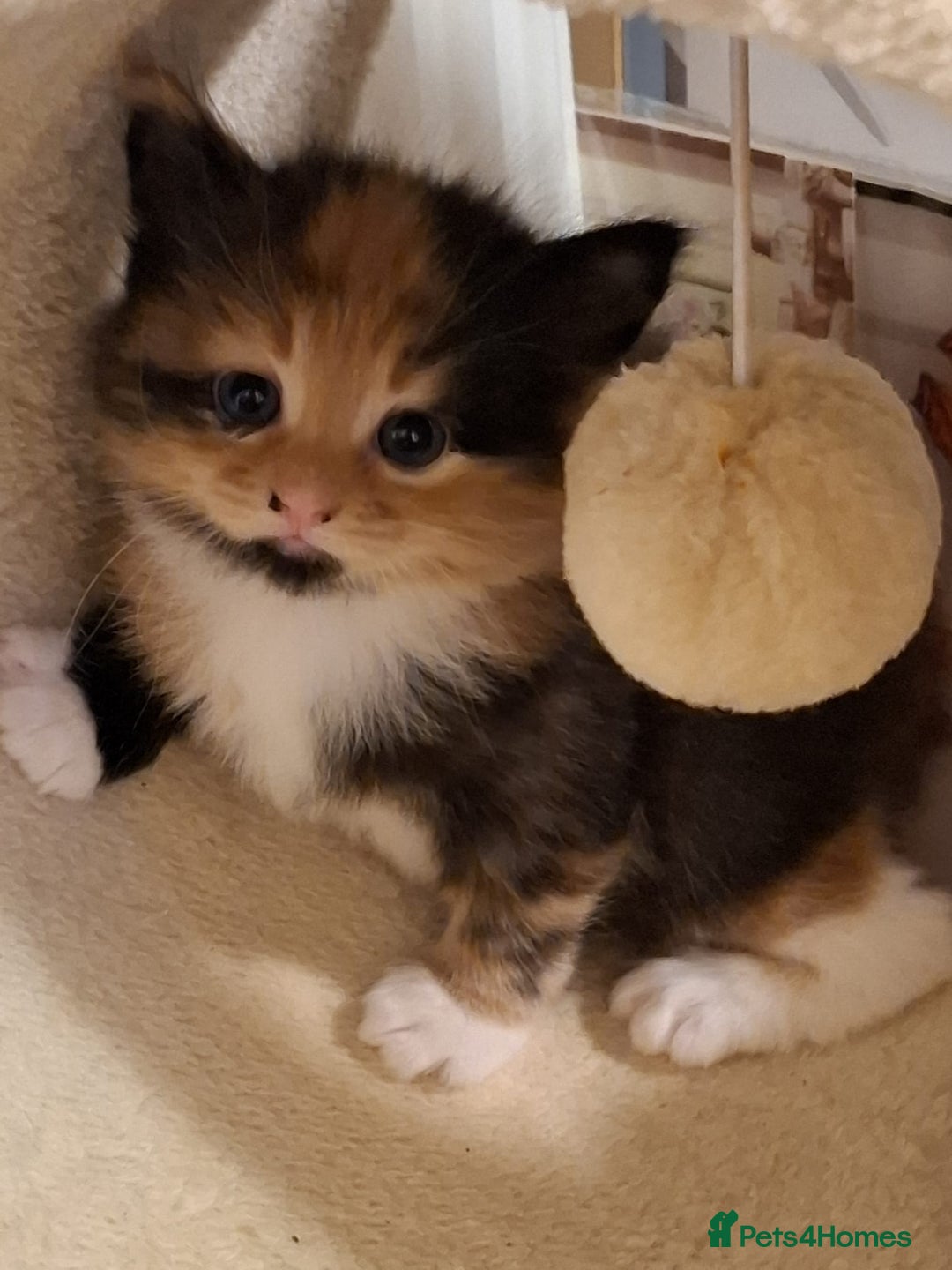 Mixed Breed cats for sale: 4 gorgerous kittens - Image 25