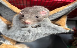 Rat rodents for sale: 6 male rats for rehoming ASAP - Image 4