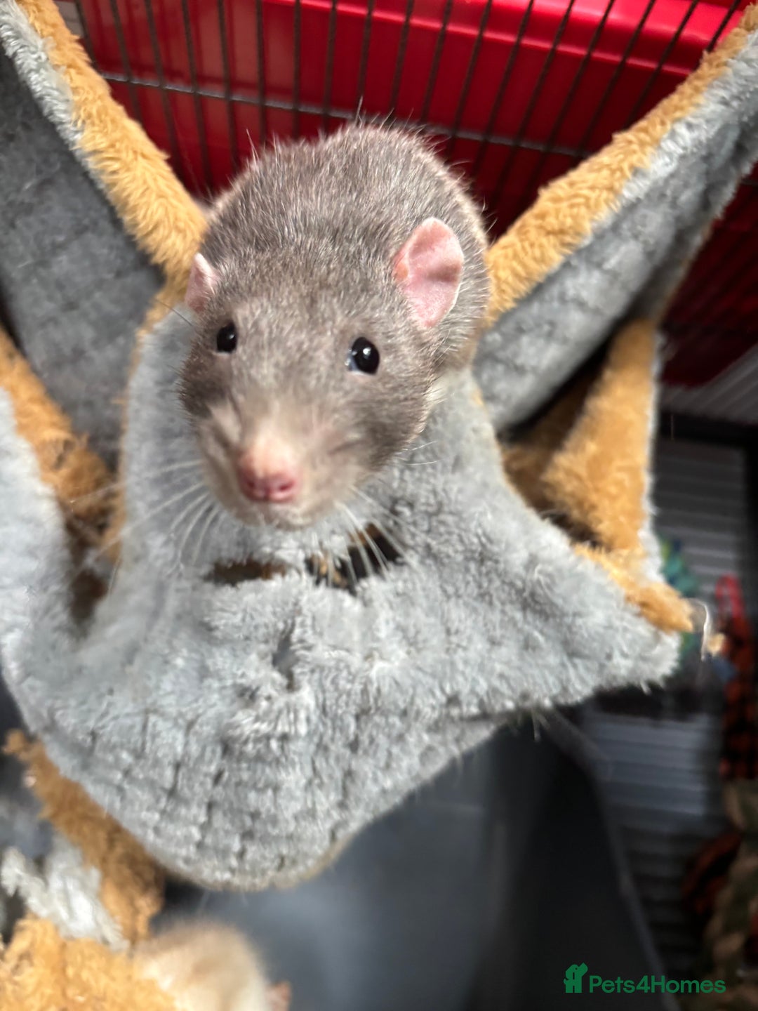 Rat rodents for sale: 6 male rats for rehoming ASAP - Image 4