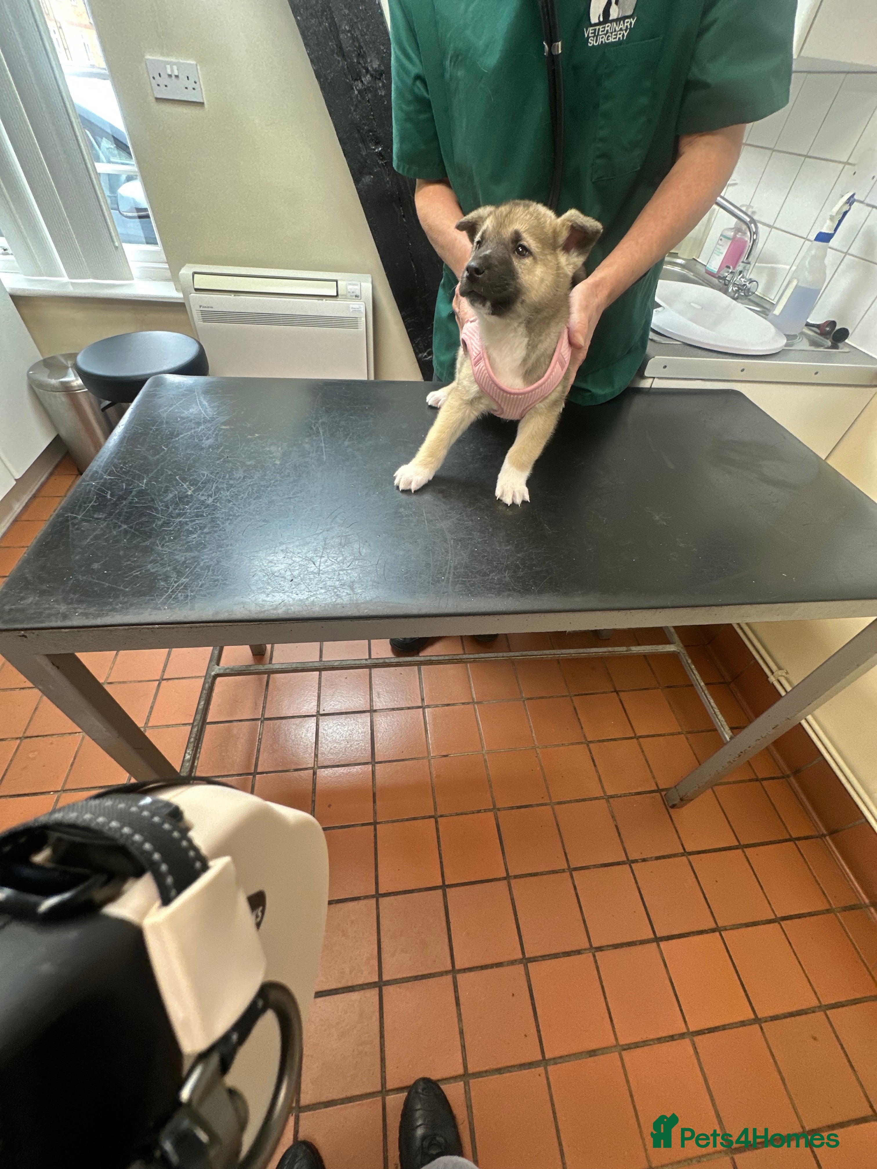 Akita dogs Akita puppy - Advert 5