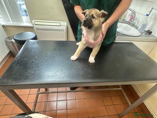 Akita dogs Akita puppy - Advert 9