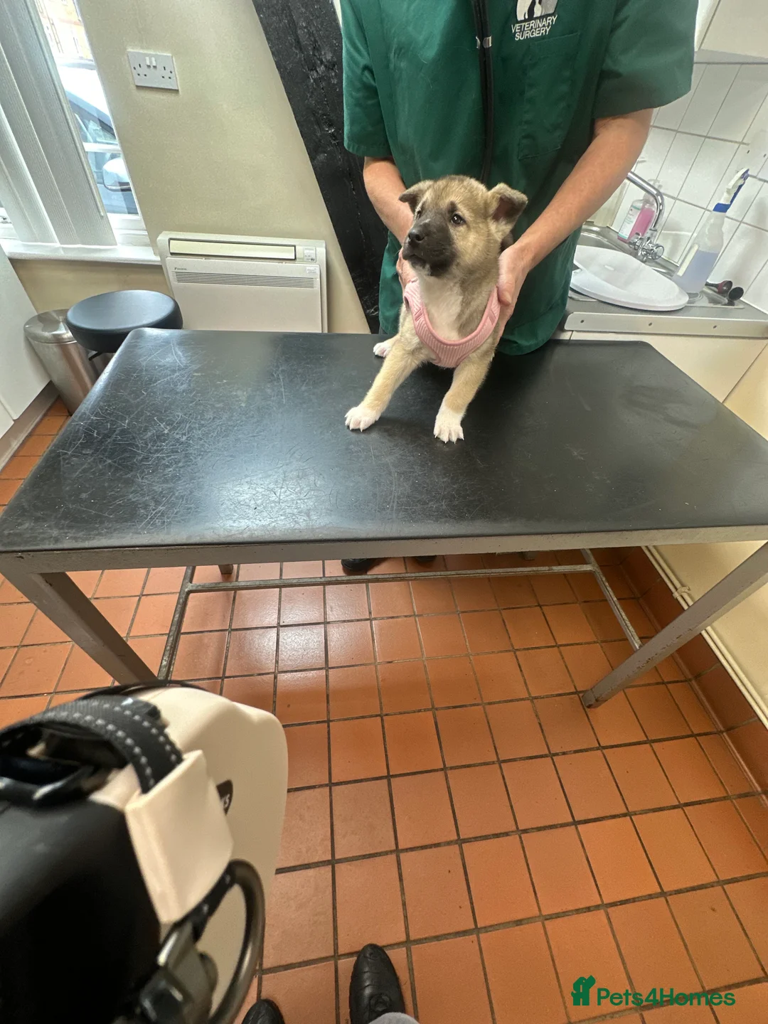 Akita dogs for sale: Akita puppy - Advert 1