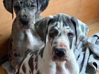 Great Dane dogs Purebred Great Dane Puppies – European Bloodline - Advert 1