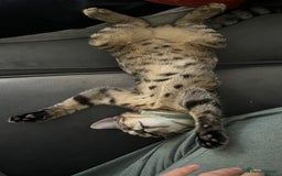 Bengal cats for sale: Bengal X Tabby kitten for sale - Image 2