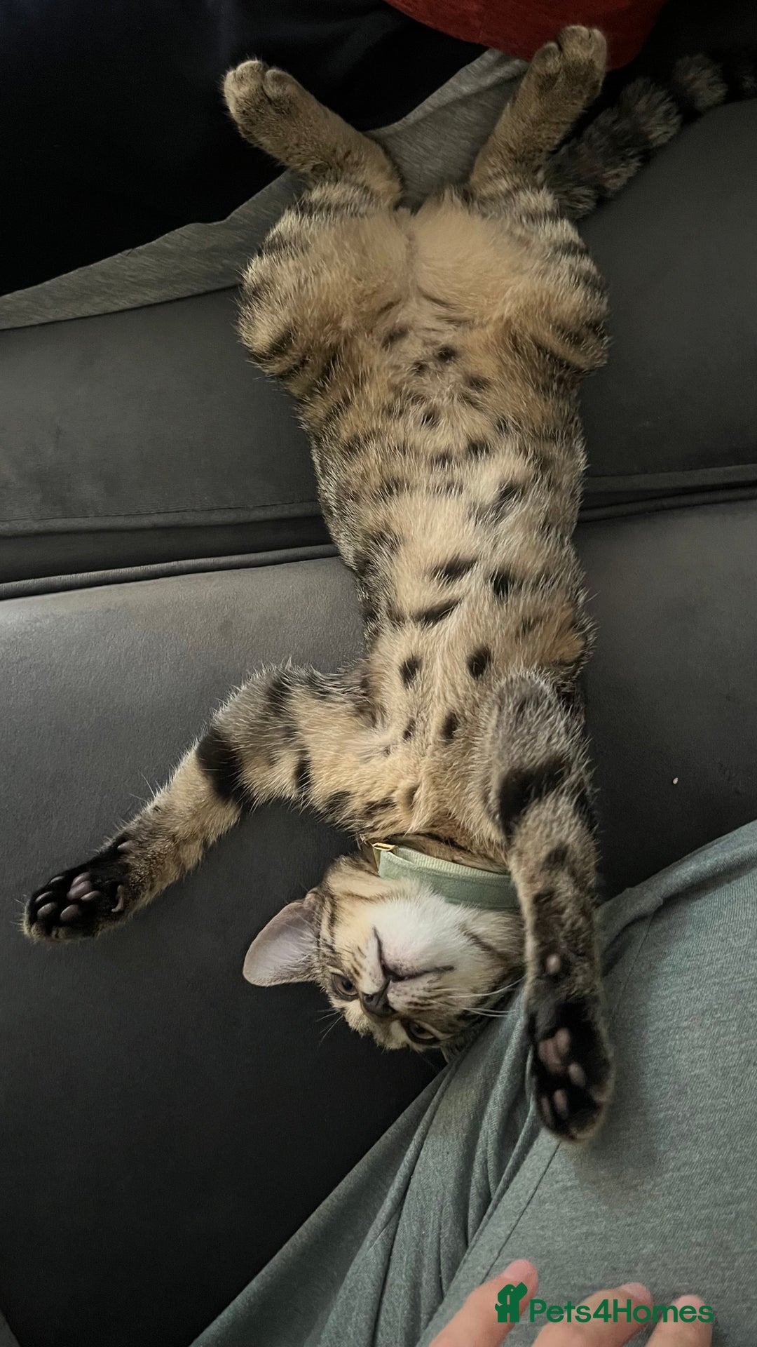 Bengal cats for sale: Bengal X Tabby kitten for sale - Image 2