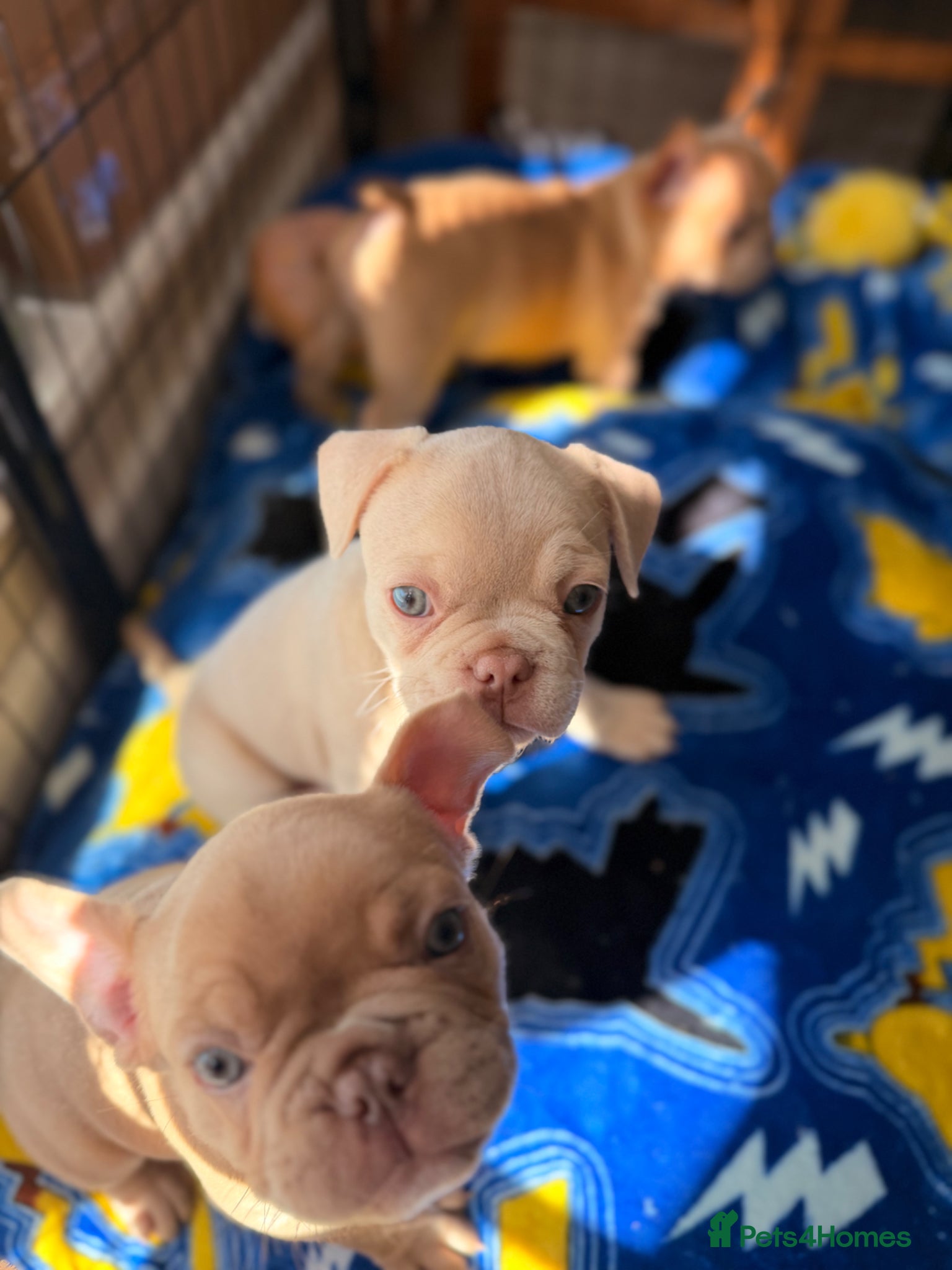 Mixed Breed dogs Boxer cross frenchie pups. - Advert 1