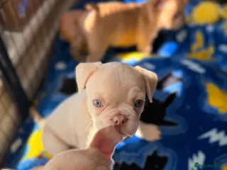 Mixed Breed dogs Boxer cross frenchie pups. - Advert 2
