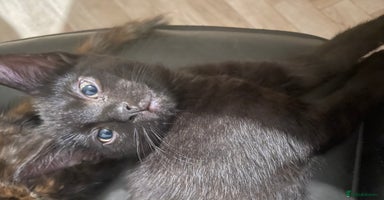 Mixed Breed cats - Advert 11