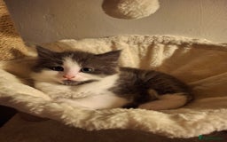 Ragdoll cats for sale: Ragdoll x BSH - Image 1