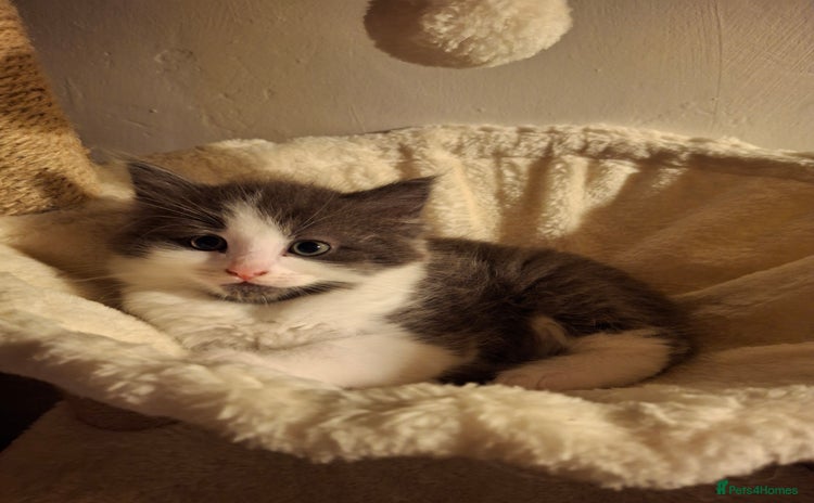 Ragdoll cats - Advert 9
