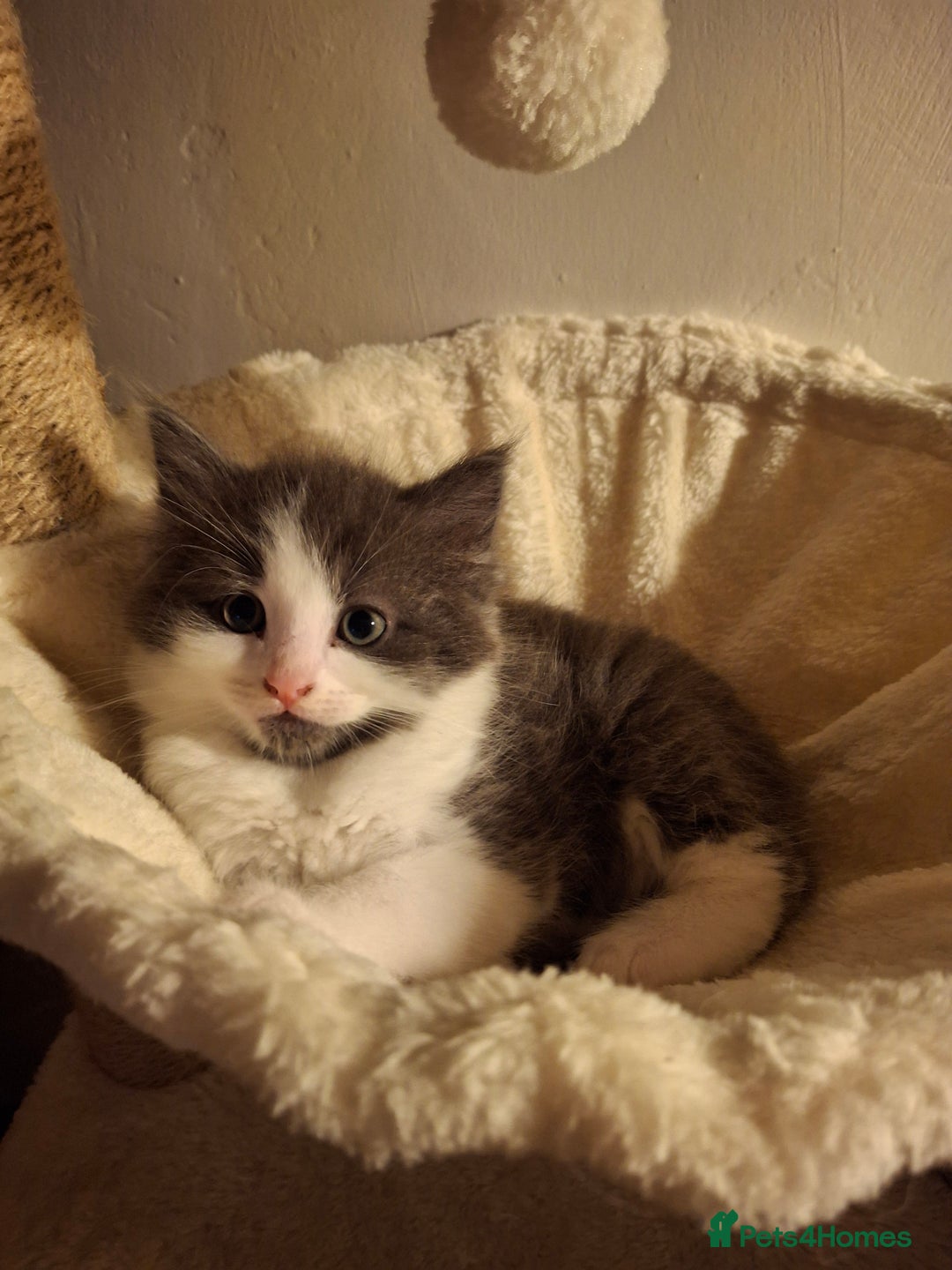 Ragdoll cats for sale: Ragdoll x BSH - Image 1
