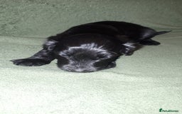 Cockapoo dogs for sale: F2b cockapoo puppies - Image 8