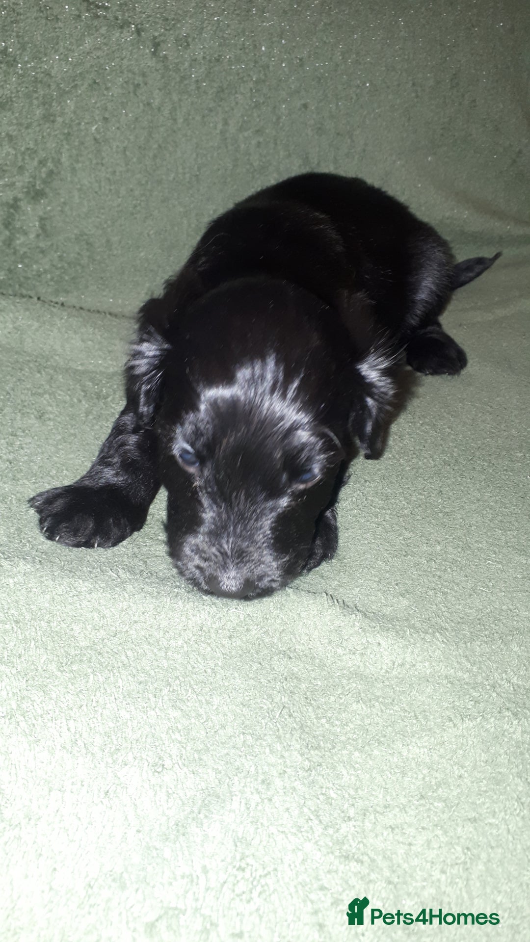 Cockapoo dogs for sale: F2b cockapoo puppies - Image 8