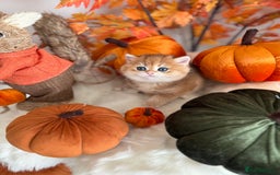 British Shorthair cats for sale: Golden British Shorthair  - Image 19