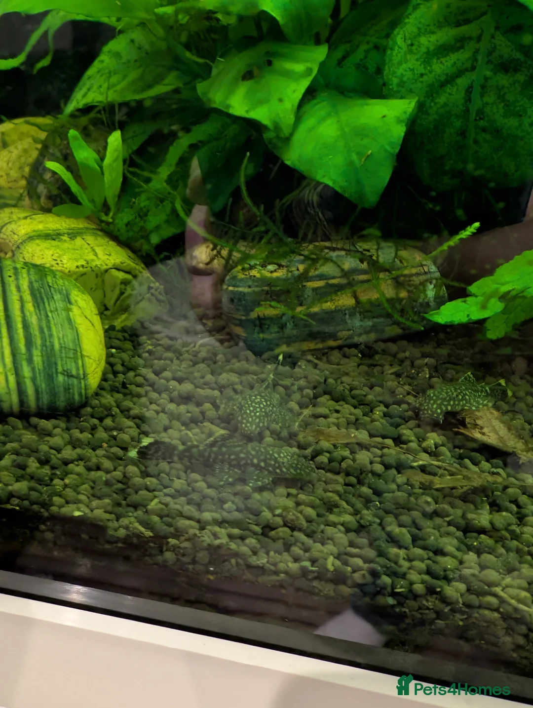 Catfish fish for sale: 25-30 Bristlenose Catfish for sale  in Worcester - Advert 6