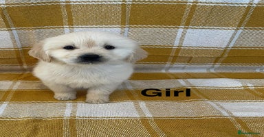 Golden Retriever dogs Beautiful golden retriever puppies.  - Advert 6