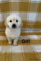 Golden Retriever dogs Beautiful golden retriever puppies. - Advert 2