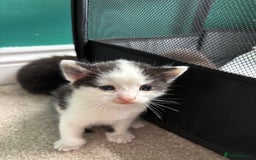 British Longhair cats for sale: Three adorable kittens  - Image 31