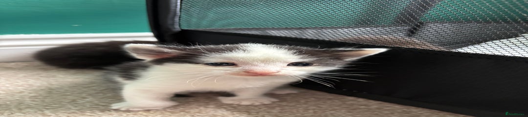 Mooey