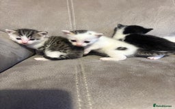 Mixed Breed cats for sale: Gorgeous kittens for sale  - Image 17