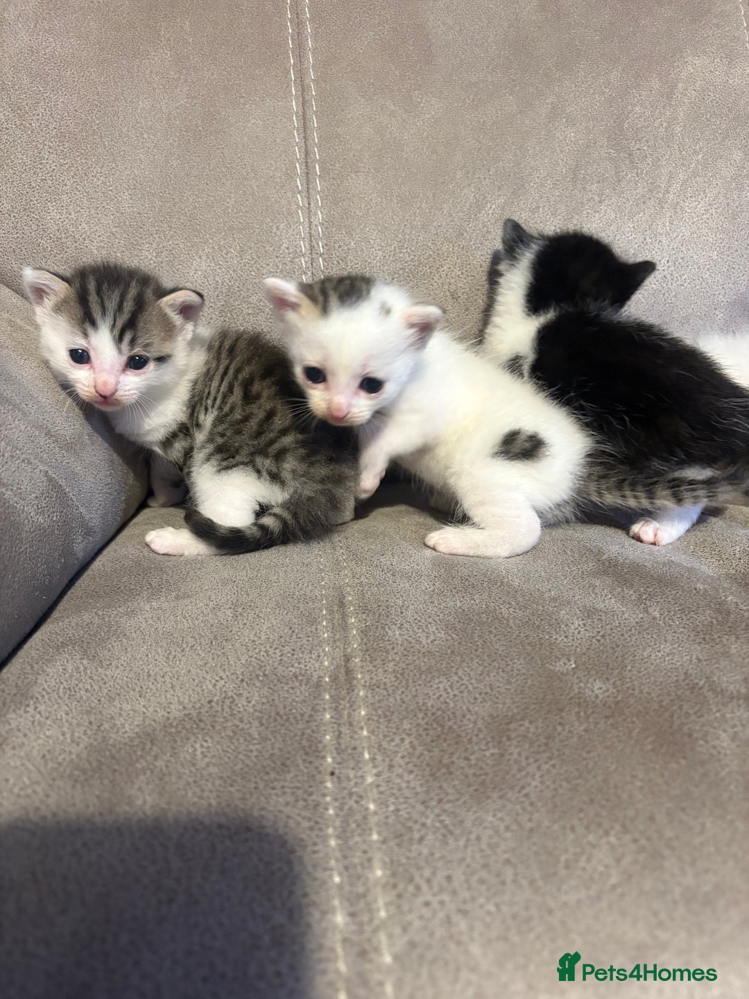 Mixed Breed cats for sale: Gorgeous kittens for sale  - Image 17