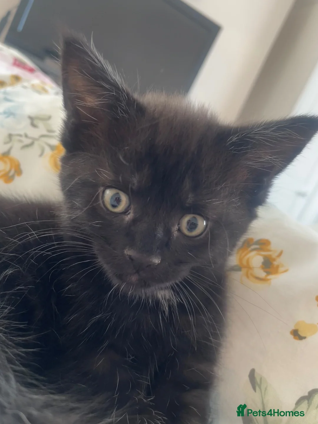 Mixed Breed cats for sale: Maincoon x  in Driffield - Advert 2