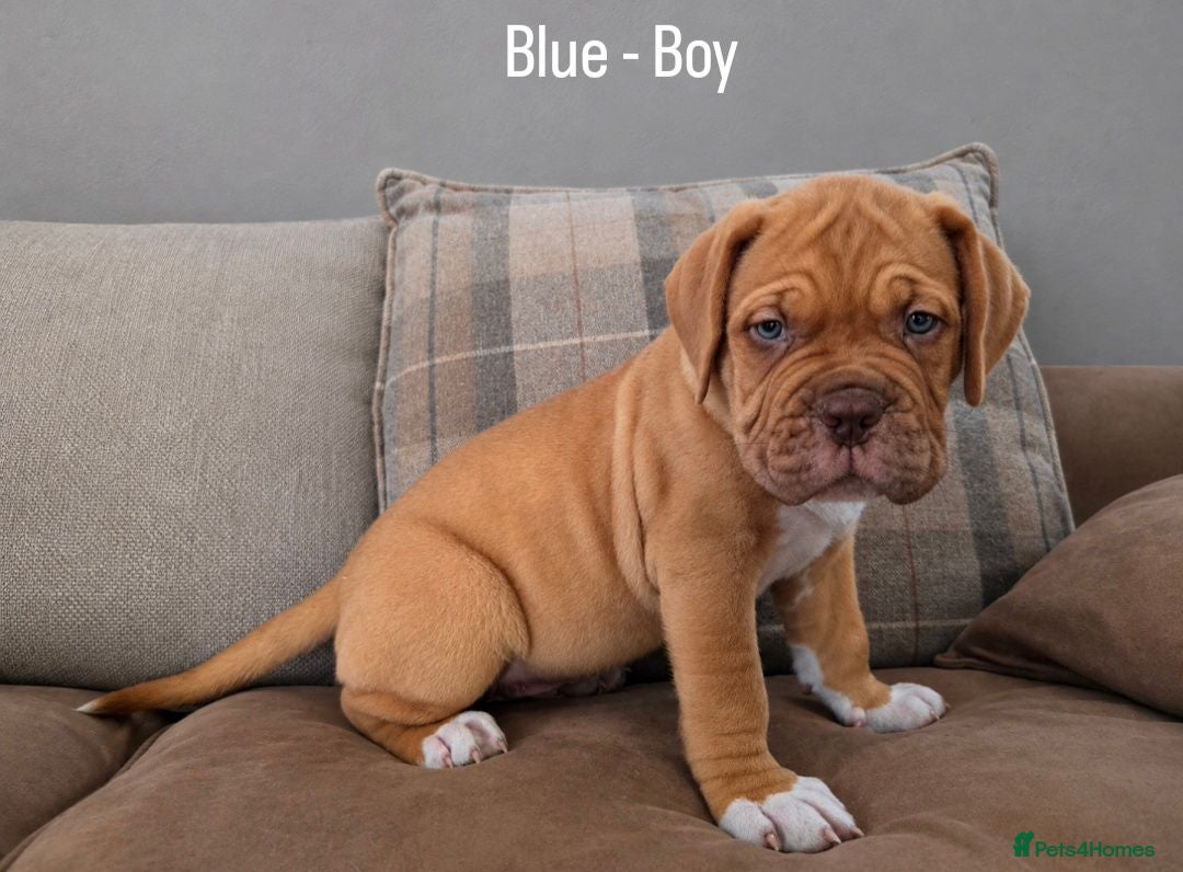 Dogue De Bordeaux dogs Beautiful Dogue de Bordeaux Puppies  - Advert 2