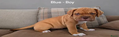 Dogue De Bordeaux 1