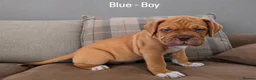 Dogue De Bordeaux dogs for sale: Beautiful Dogue de Bordeaux Puppies  - Advert 2