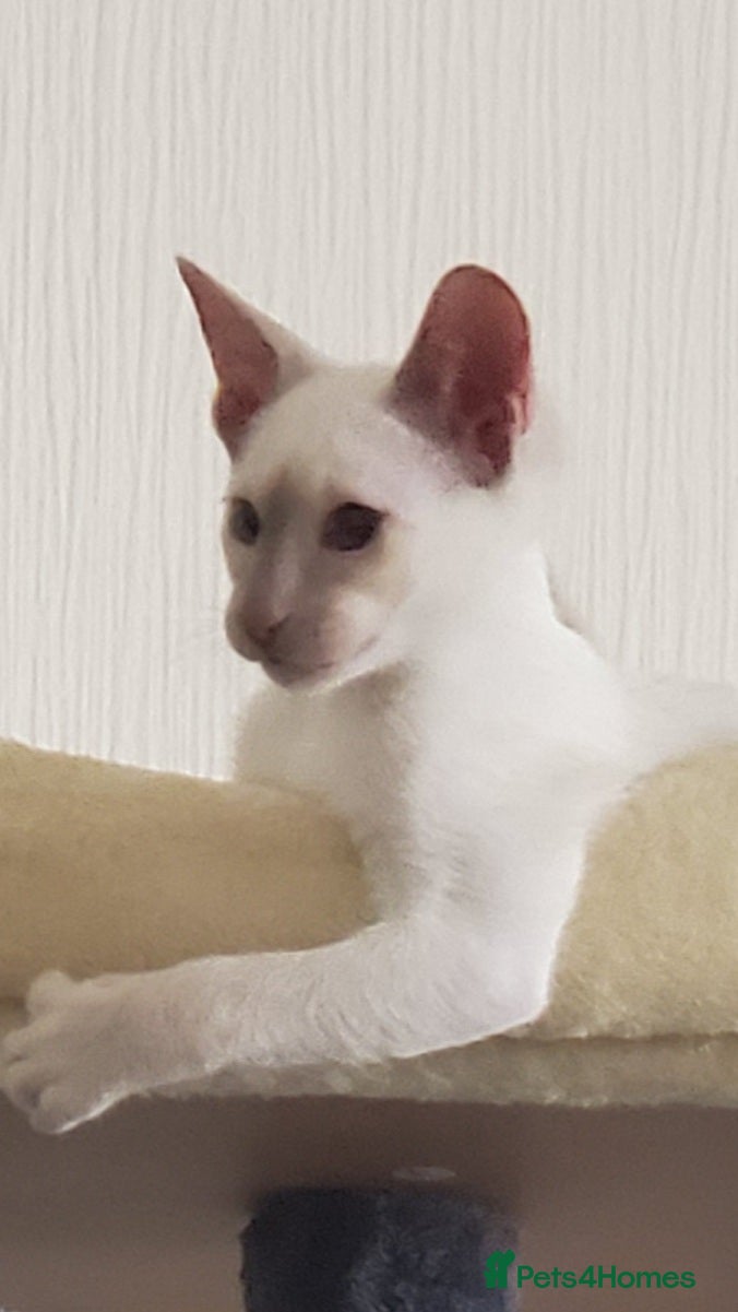 Siamese cats stunning Siamese Kittens  - Advert 3