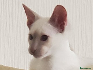 Siamese cats stunning Siamese Kittens - Advert 3