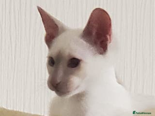 Siamese cats stunning female Siamese Kitten - Advert 14