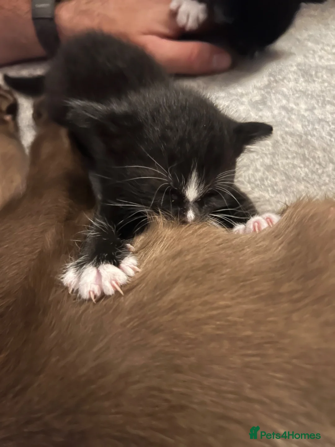 Burmese cats for sale: Burmese x kittens - Advert 2