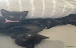 Mixed Breed cats for sale: Stunning kittens - Image 14