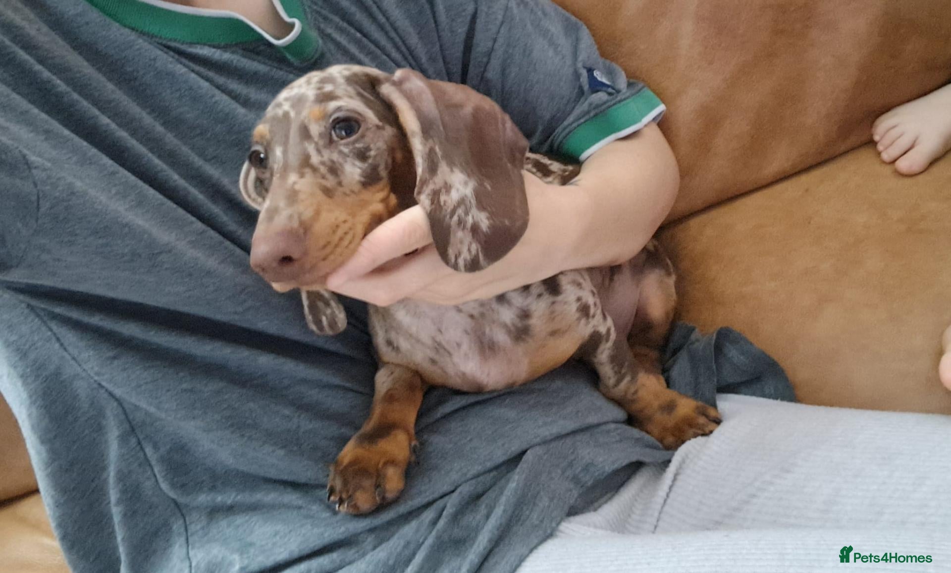 Dachshund dogs Dapple male dachshund 14 weeks old  - Advert 1