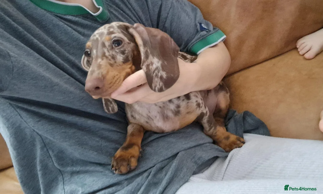 Dachshund dogs for sale: Dapple male dachshund 14 weeks old  - Advert 1