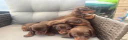 Dachshund dogs for sale: Dachshund  - Advert 7