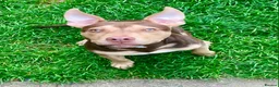 Mixed Breed dogs for sale: Rollo  - Advert 1