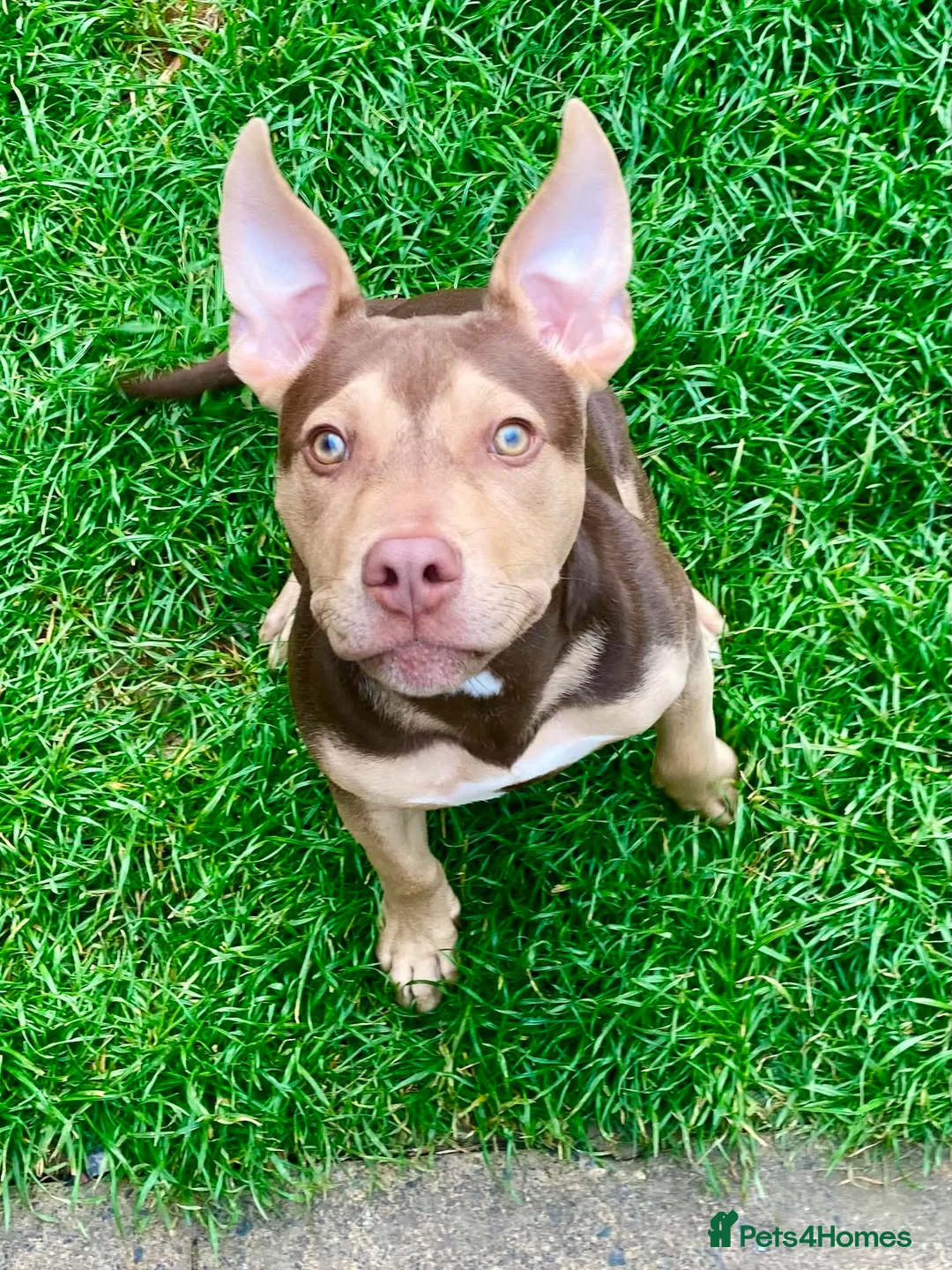 Mixed Breed dogs for sale: Rollo  - Advert 1