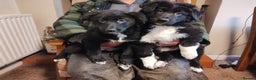Border Collie dogs for sale: Border Collie Puppies Top Quality! - Advert 2