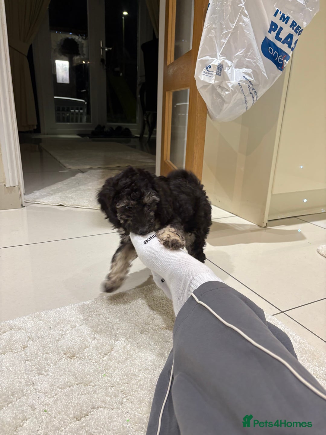 Miniature Poodle dogs for sale: 🐩🌈Miniature Merle poodle puppies 🌈🐶❤️ - Advert 5