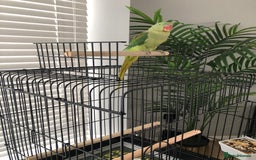 Parrots birds for sale: Beautiful hand reared alexandrine parrot for sale. - Image 10