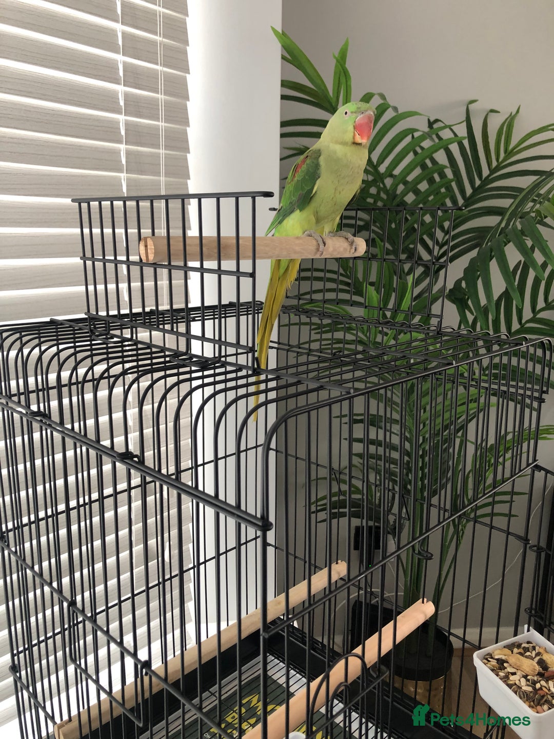 Parrots birds for sale: Beautiful hand reared alexandrine parrot for sale. - Image 10