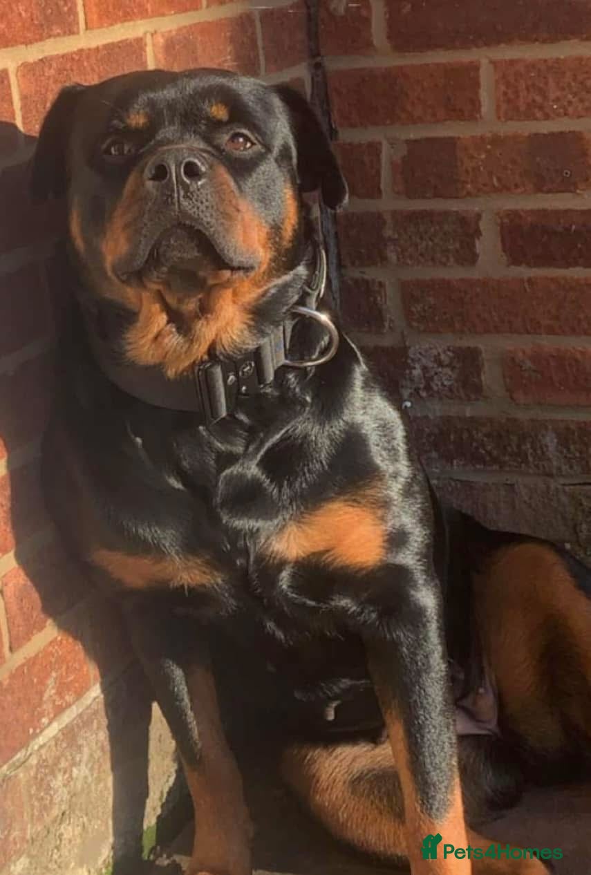 Mixed Breed dogs Rottweiler x American bull staffie - Advert 8