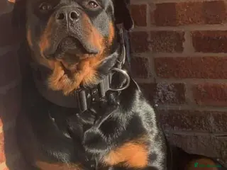 Mixed Breed dogs Rottweiler x American bull staffie - Advert 8