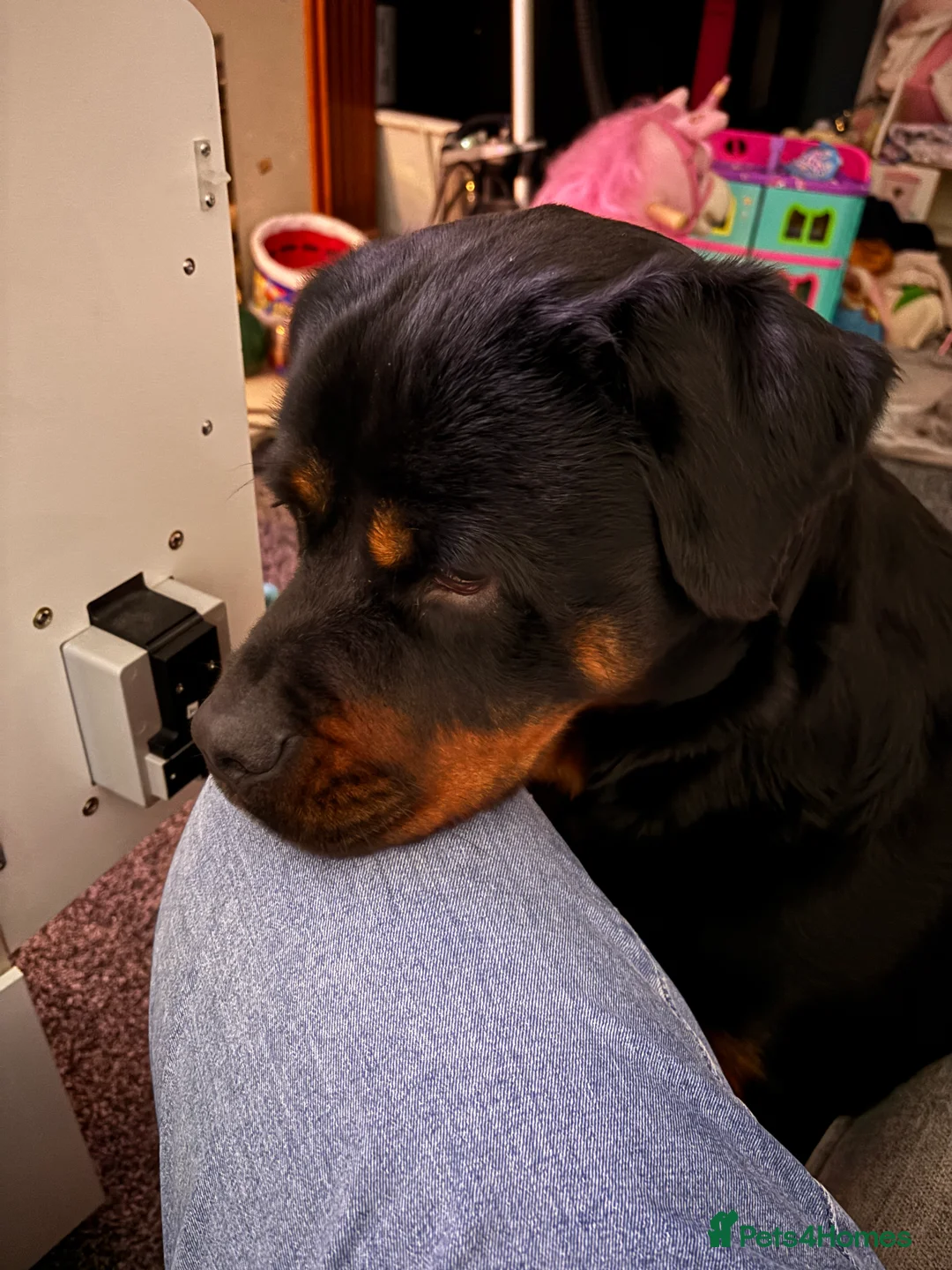 Rottweiler dogs for sale: Rottweiler  - Advert 7